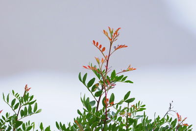 Close-up of plant against clear sky