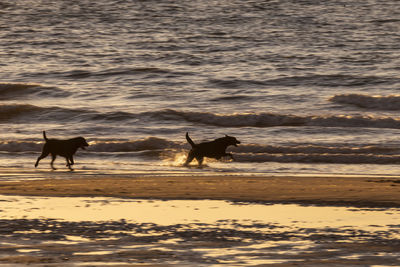 Two dogs on beach