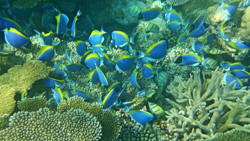 Close-up of fishes swimming in sea