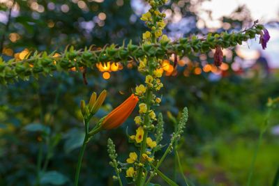 Close-up of orange flowering plant