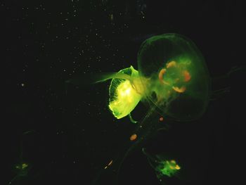 Close-up of jellyfish swimming in sea