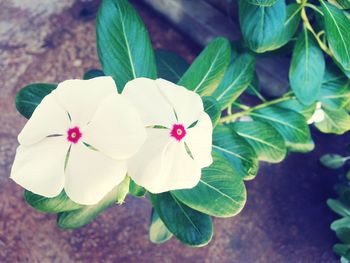 Close-up of flowers blooming outdoors