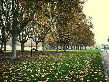 Trees in park