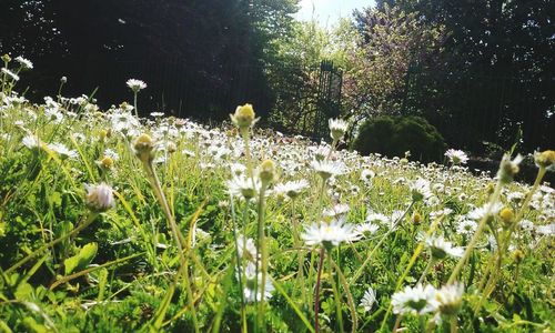 Flowers growing on field