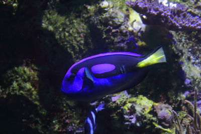 Close-up of fish in water