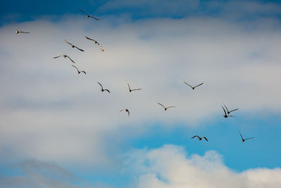 Birds in flight 