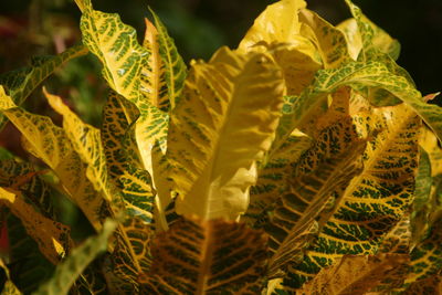 Close-up of yellow leaves outdoors