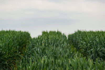 Corn crops growing on field against sky