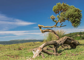 Dead tree on field against sky