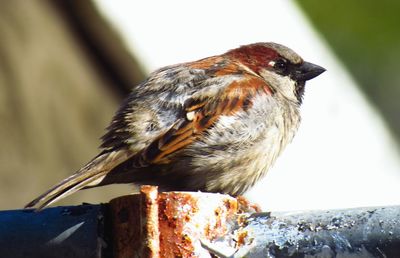 Close-up of bird perching on wood