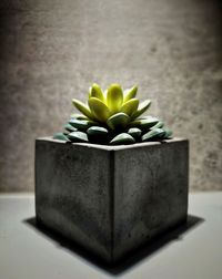 Close-up of frangipani