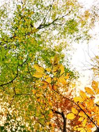 Low angle view of tree against sky during autumn