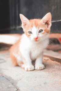 Portrait of kitten sitting outdoors