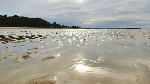 View of birds in water