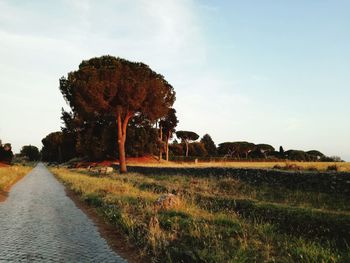 Road by trees against sky