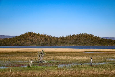 Scenic view of field by lake against clear blue sky