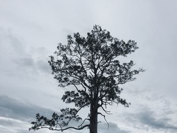 Low angle view of tree against sky