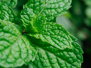 Close-up of leaves