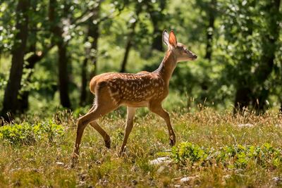 Giraffe standing in a forest