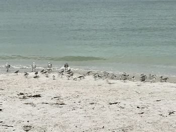 Flock of birds on beach