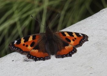Close-up of butterfly on leaf