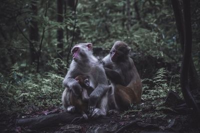 Monkey sitting in a forest