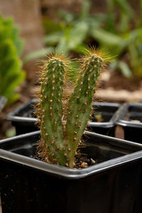 High angle view of cactus plant in pot