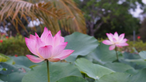 Close-up of pink water lily in lake