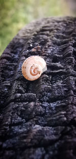 Close-up of snail