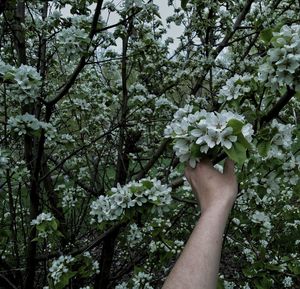 Cropped hand of person holding white flowering plants