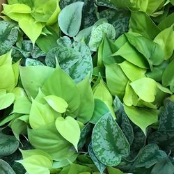 Full frame shot of plants