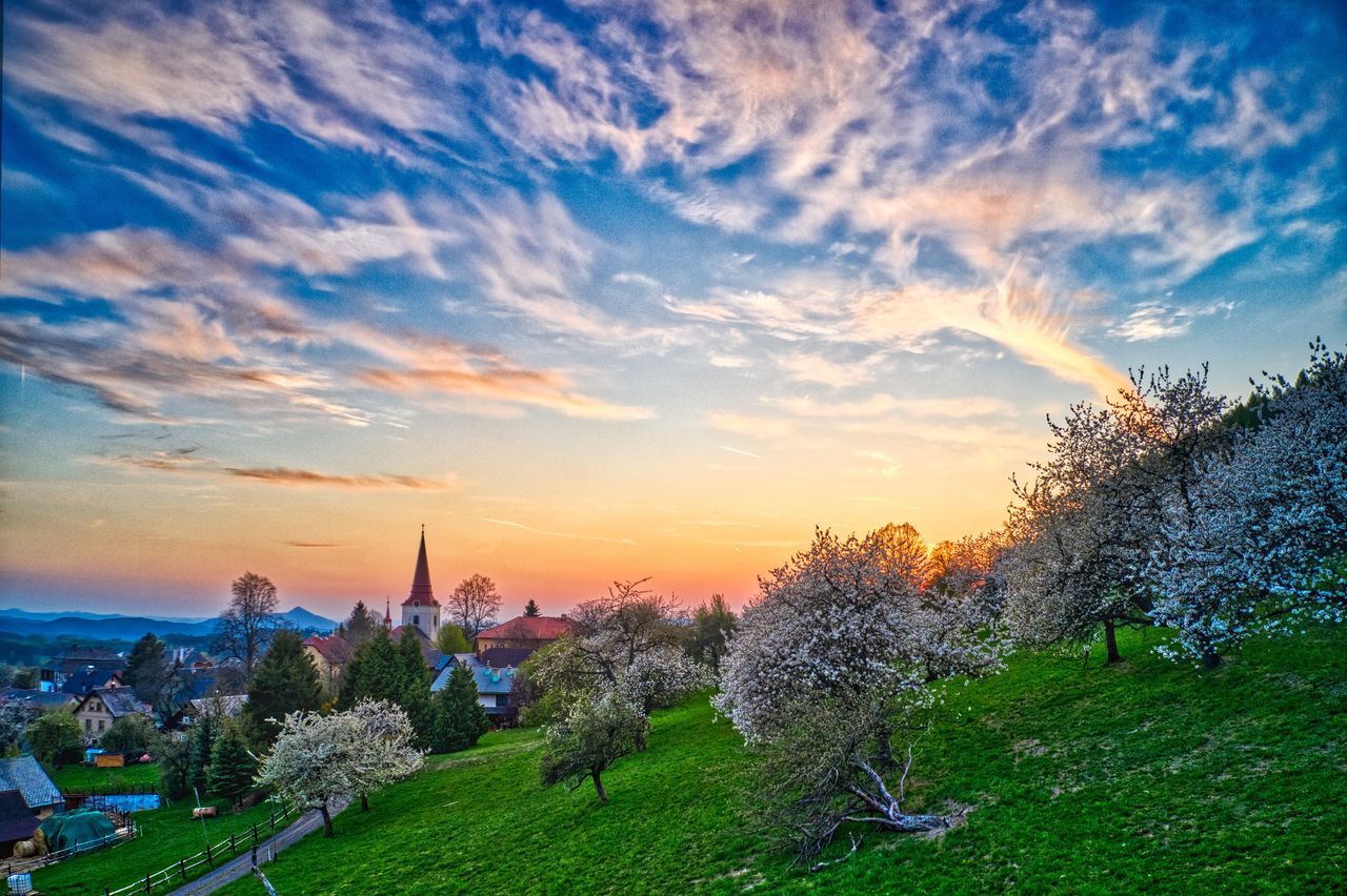 PLANTS AND TREES AGAINST SKY AT SUNSET