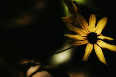 Close-up of yellow flower