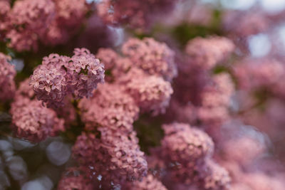 Close-up of flowers against blurred background