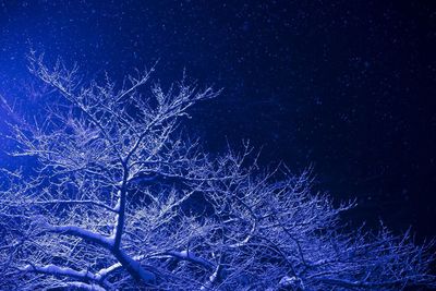 Low angle view of bare trees against blue sky at night