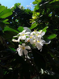 Close-up of white flowering plant