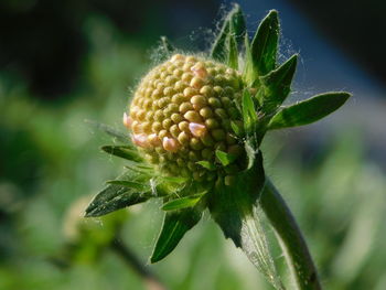 Close-up of flower buds