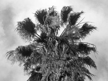 Low angle view of flower plant against sky