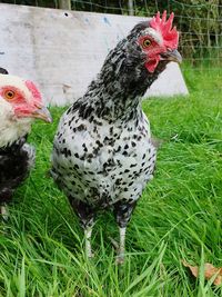 Close-up of rooster on field