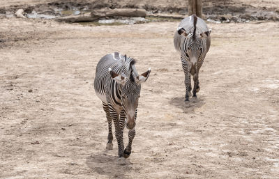 View of zebra walking on field