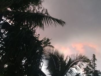 Low angle view of palm trees against sky