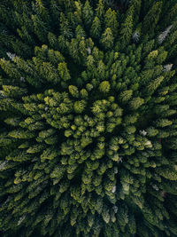 Aerial views with the deep forests covering the carpathians, romania.