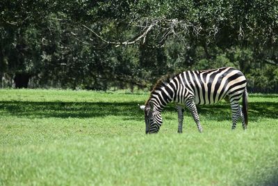 Zebra grazing on field