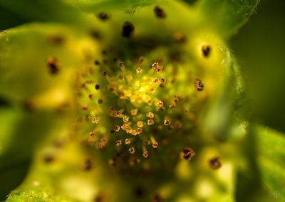 Close-up of yellow flowers