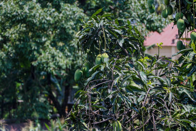 Close-up of fruit growing on tree