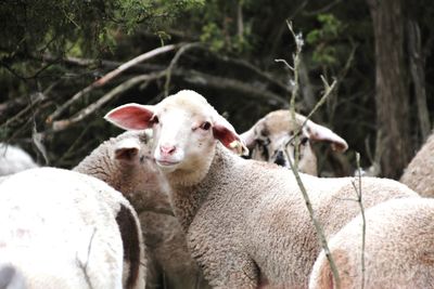 Portrait of sheep