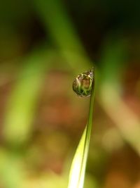 Close-up of insect on plant