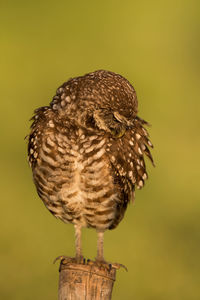 Close-up of bird perching on wooden post