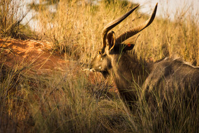 View of deer on field