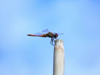 Low angle view of dragonfly on leaf against blue sky